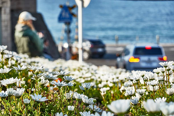selective focus, focus on forground, colorful