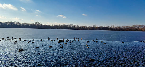 An idyllic and peaceful lakeside view featuring ducks gracefully gliding amidst gentle waves and clear blue skies