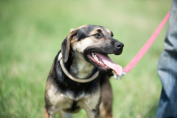 istock Rescued dog portrait 2211924768