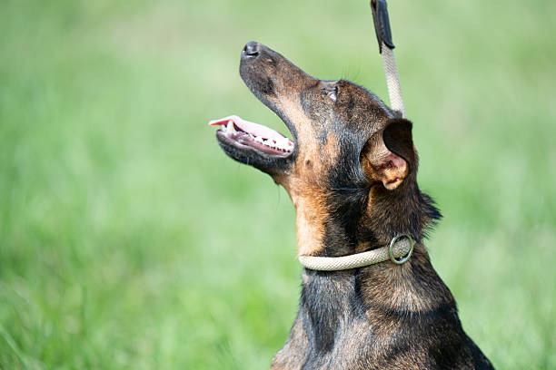 Rescued dog on the meadow during obedience and socialization training. Dog are also photographed in purpose of adoption