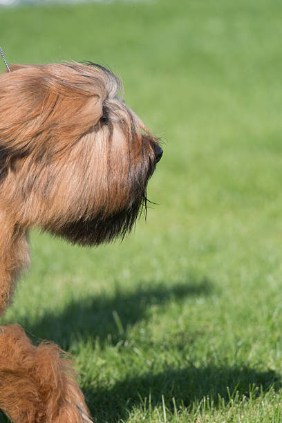 Briard exhibiting at a dog show in New York