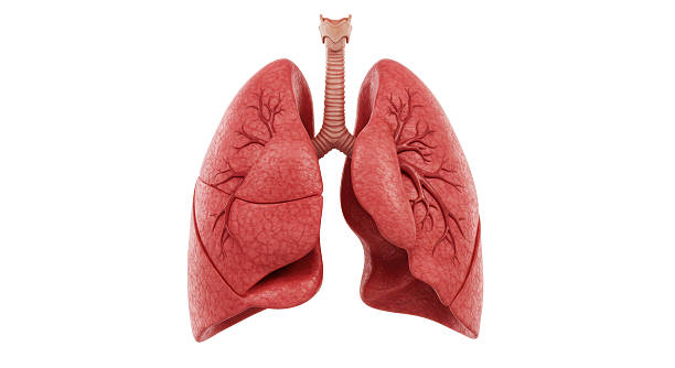istock Isolated Pair of Human Lungs Anatomical Model 2211930098