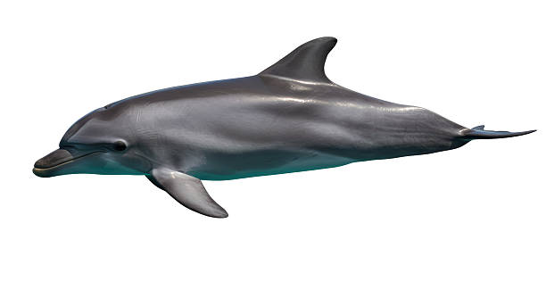 Isolated Sleek Gray Dolphin Swimming Underwater