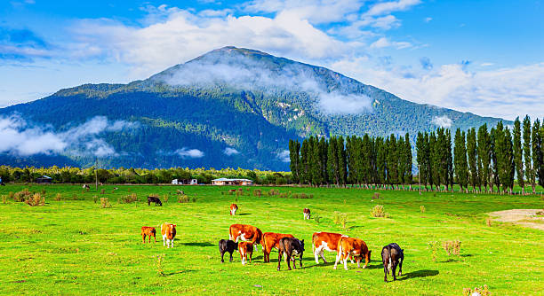 istock Travel to Chile 2211931258