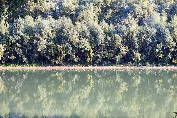 Weeping willow tree on the shore of Danube river in the early autumn. Reflection trees on green water