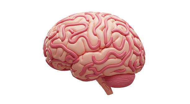 istock Isolated Human Brain Anatomy Detailed 2211932751