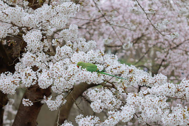 Rose-ringed parakeets (Psittacula krameri) in eating Cherry Blossom flower (Cerasus ‘Pond C’) in the central London.