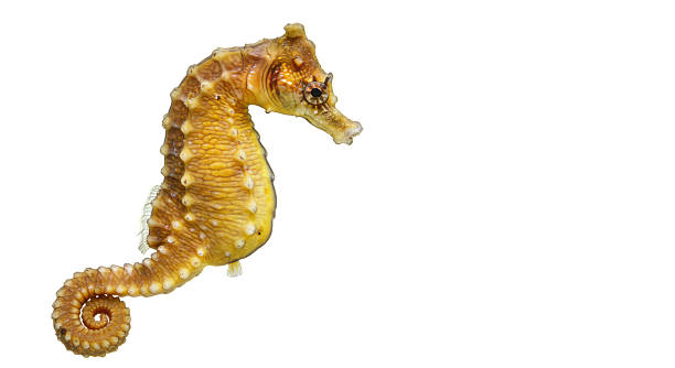 Isolated Seahorse Close-Up with Detailed Texture