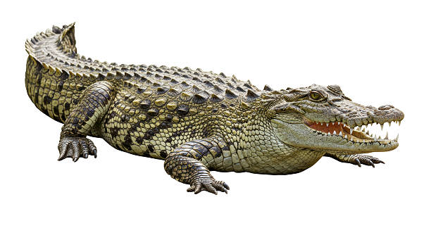 istock Isolated Crocodile Resting with Open Mouth Displaying Teeth 2211933628