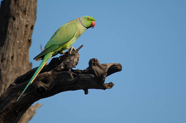istock Male rose-ringed parakeet Psittacula krameri on a tree. 2211933930