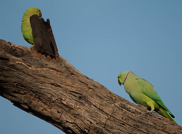 istock Pair of rose-ringed parakeets on a tree. 2211934112