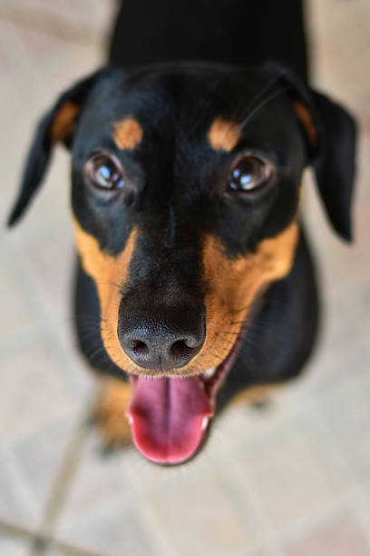 istock Dachshund dog with ball 2211934500