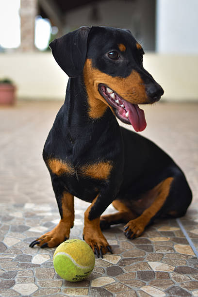 istock Dachshund dog with ball 2211934532