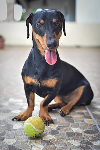 istock Dachshund dog with ball 2211934541