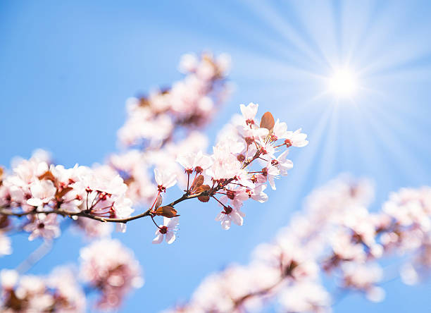 istock Blooming cherry tree with flowers in full bloom on blue sky and sun background. 2211934566
