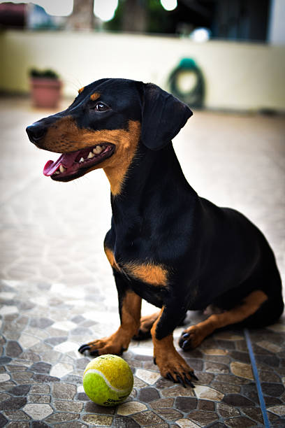 istock Dachshund dog with ball 2211934578