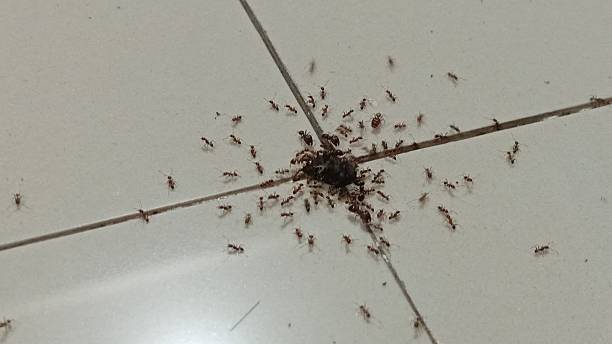 istock Dead beetle eaten by small ants on white floor 2211934956