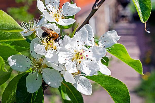 Apple blossom in an English garden in summer with a clear blue sky.