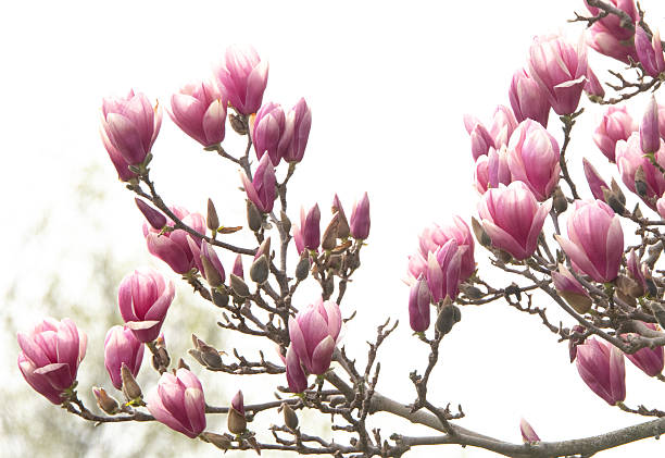 istock Pink Magnolia-Tulip tree-Howard County, Indiana 2211935890