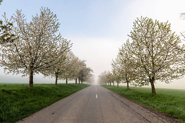 rural road lined with blooming trees in spring countryside