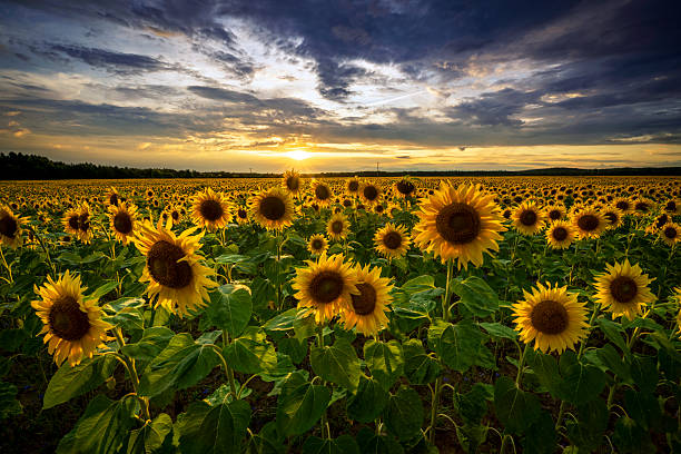 Beautiful sunset over sunflowers field