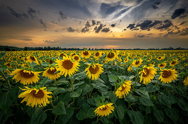 istock Beautiful sunset over sunflowers field 2211938128