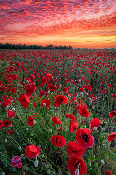 istock Beautiful summer sunset over poppy field 2211938540