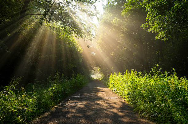 istock Beautiful sunny morning in green forest 2211938543