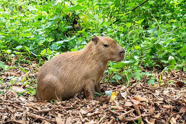 istock Capybara in Cuyabeno Reserve, Ecuadorian Amazon 2211938892