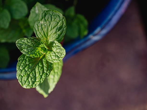 istock Vibrant mint plant with textured leaves 2211939046