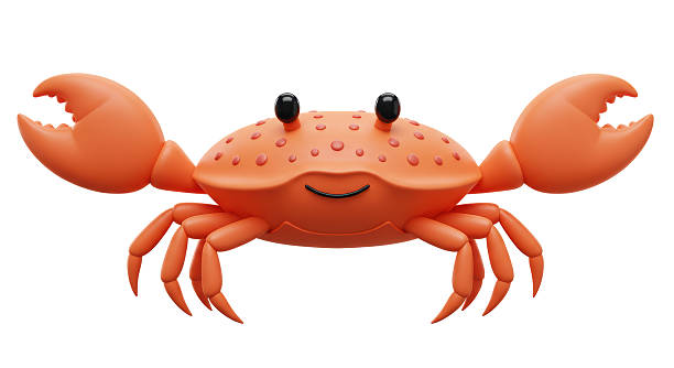 Yellow crab with white claws on the beach on wet sand
