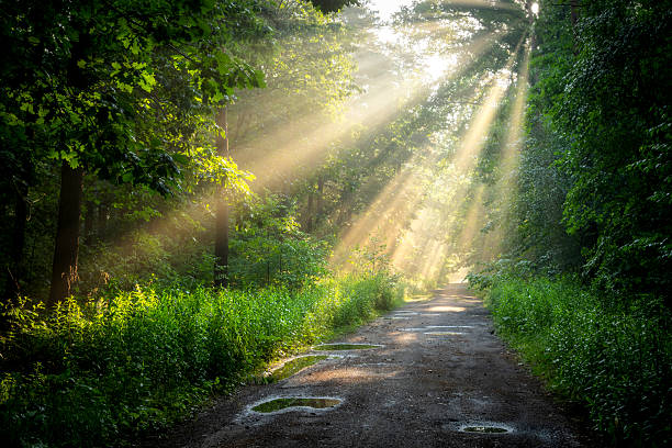 Beautiful sunny morning in green forest
