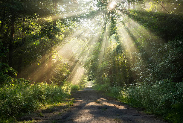 istock Beautiful sunny morning in green forest 2211940250