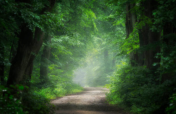 istock Avenue in old foggy forest 2211940255