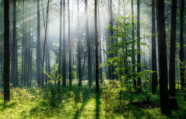istock Beautiful sunny morning in green forest 2211940548