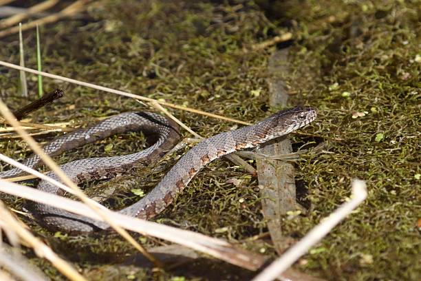 istock Common Watersnake in marsh pond water 2211940800