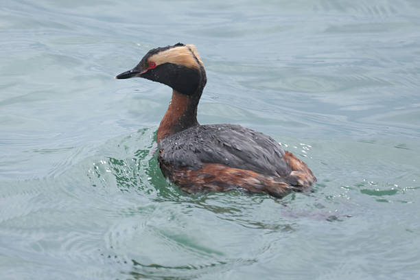 Horned Grebe swimming in lake in early spring diving for food