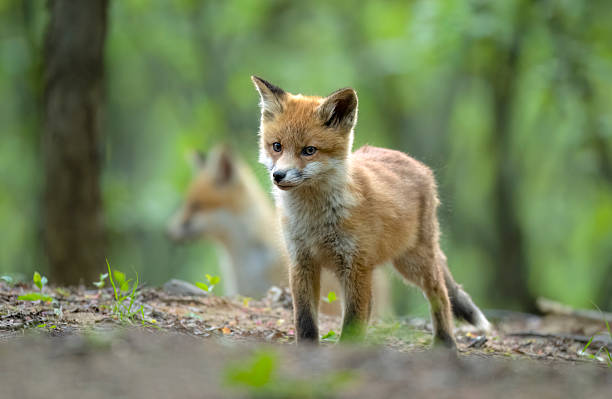 istock Cute young red fox in the forest ( Vulpes vulpes ) 2211941229
