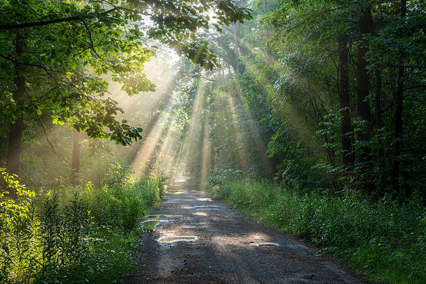 istock Beautiful sunny morning in green forest 2211941860