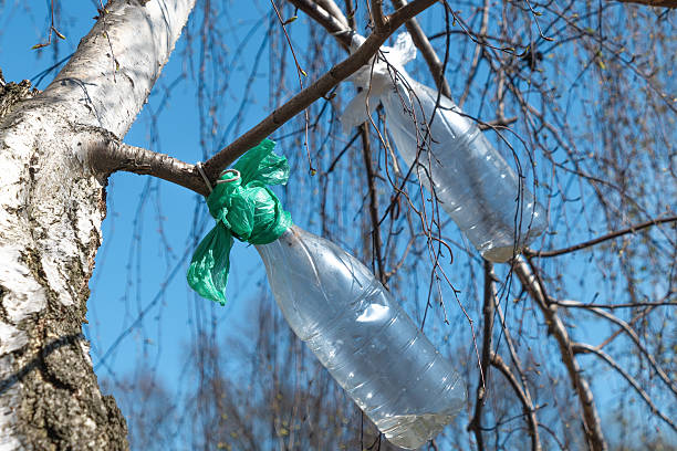 istock Collecting birch sap in plastic bottles 2211941870