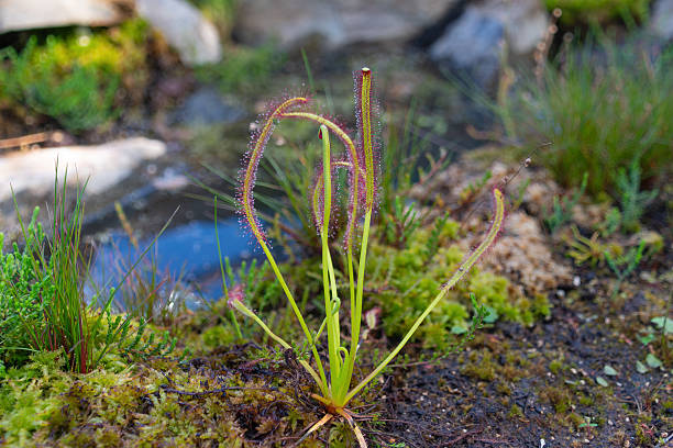 istock Drosera capensis, the Cape sundew. 2211941934