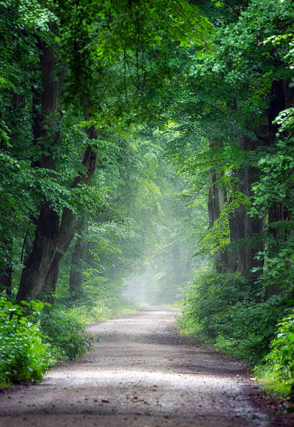 istock Avenue in old foggy forest 2211942058