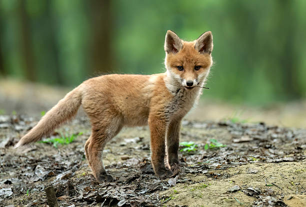 istock Cute young red fox in the forest ( Vulpes vulpes ) 2211942270