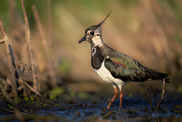 istock Northern lapwing bird close up ( Vanellus vanellus ) 2211942363