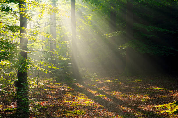 istock Misty morning in the forest 2211942586