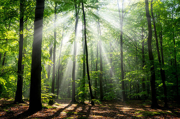 istock Misty morning in the forest 2211944262