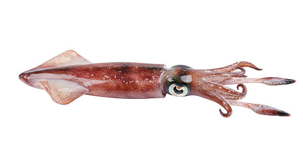 istock Isolated Squid Seafood Aquatic Animal Fresh Catch 2211944903