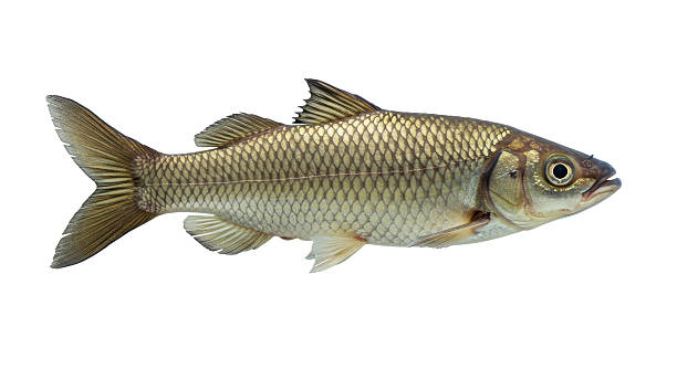 istock Isolated Freshwater Fish with Detailed Scales 2211945262