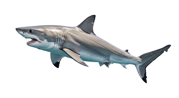 istock Isolated Great White Shark Menacing Predator 2211945292
