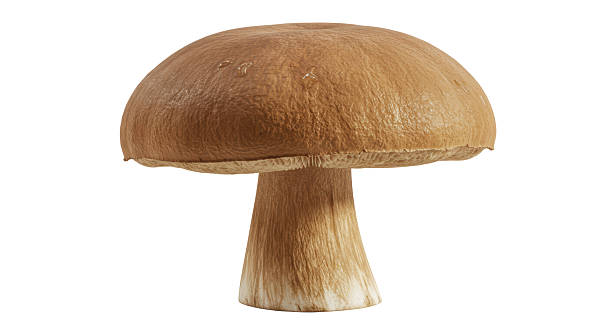 Isolated Edible Porcini Mushroom with Smooth Brown Cap